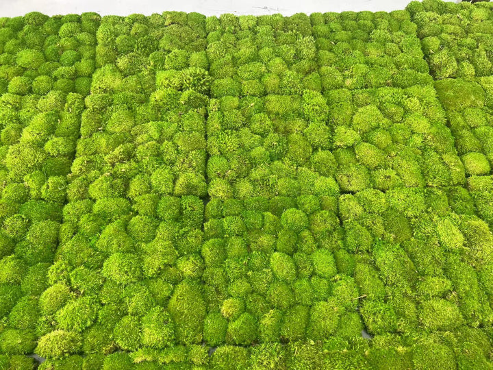 Island moss plate 30 x 30 cm self-adhesive, Balls