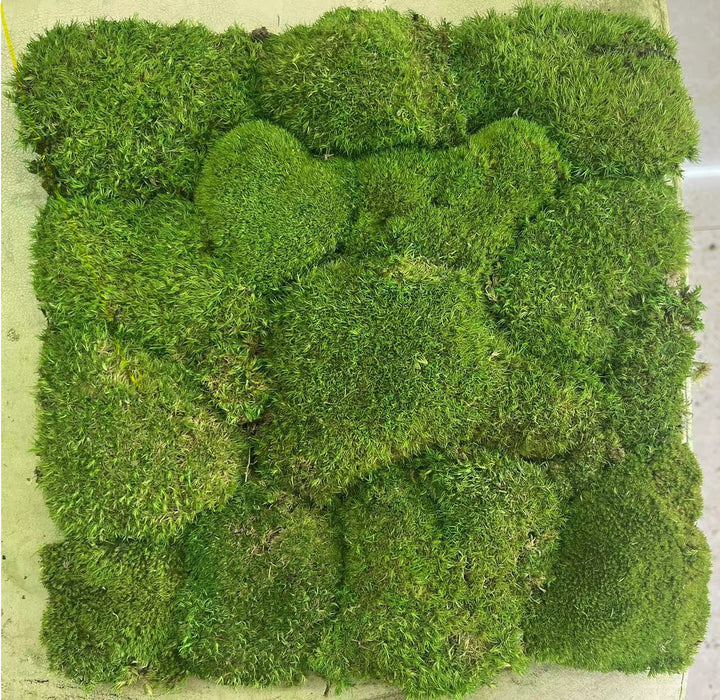 Island moss plate 30 x 30 cm self-adhesive, Balls