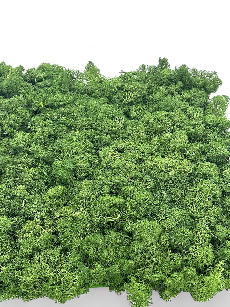 Deko Moos in Armeegrün, Artikel 899000, die Lichtmacher.