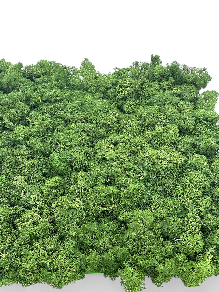 Deko Moos in Armeegrün, Artikel 899000, die Lichtmacher.