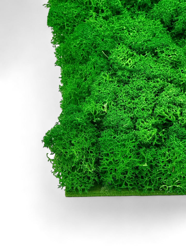 Detail einer gründen Moosplatte, Artikel 899001, die Lichtmacher.